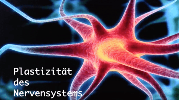 Plastizität des Nervensystems - FBZ Klagenfurt